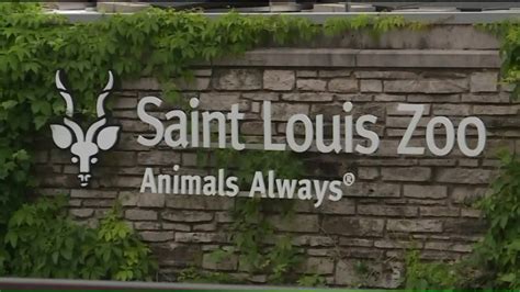 Saint Louis Zoo's elephant Donna faces tumor diagnosis